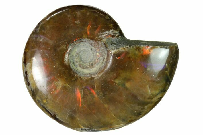 Red Flash Ammonite Fossil - Madagascar #151669
